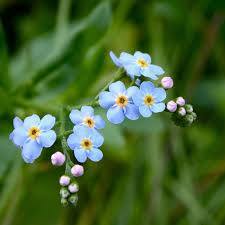 fiore da identificare:  Myosotis sp. - Borraginacee